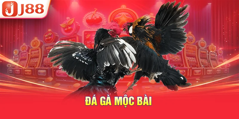 Đá gà Mộc Bài