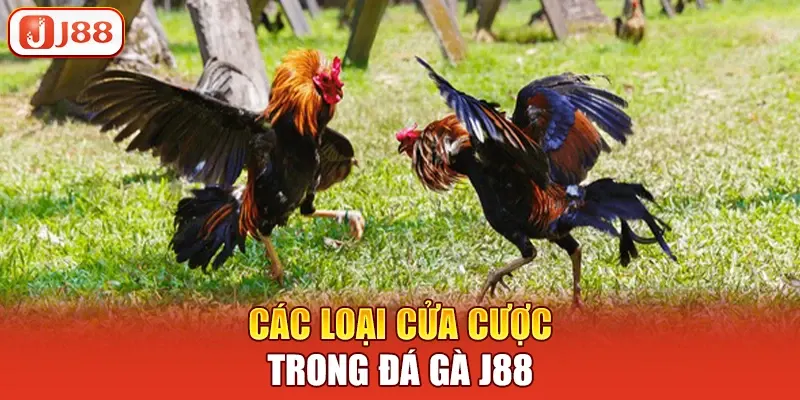 Các loại cửa cược trong đá gà J88