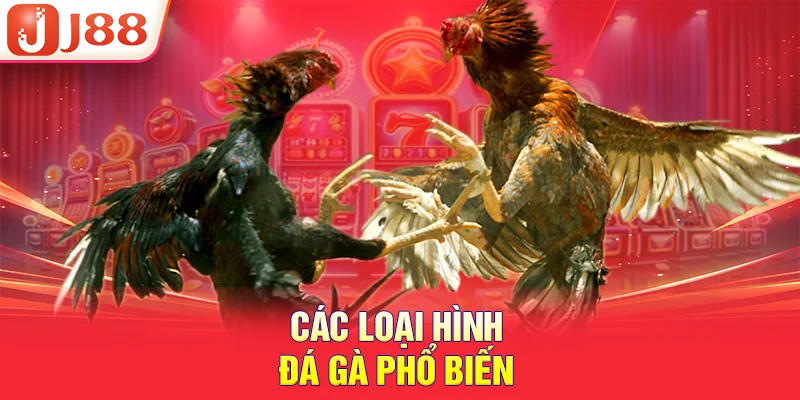 Các loại hình đá gà phổ biến