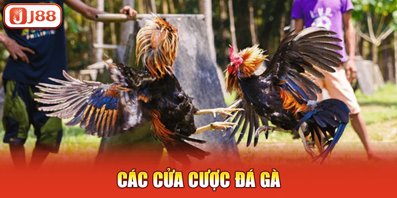 các cửa cược đá gà