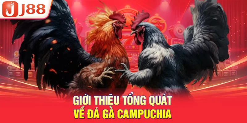 Giới thiệu tổng quát về đá gà campuchia