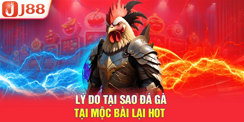 Lý do tại sao đá gà tại mộc bài lại hot 