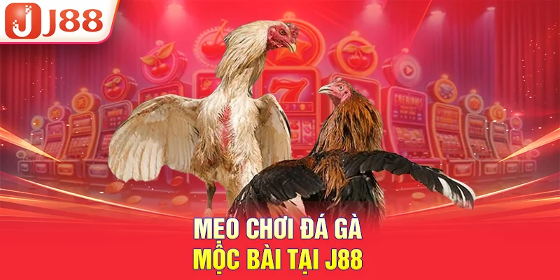 Mẹo chơi đá gà mộc bài tại j88